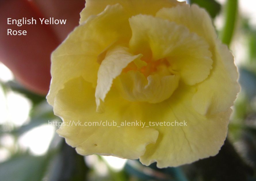 Yellow English Rose