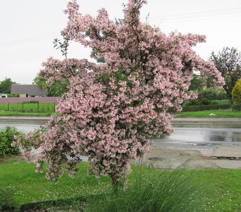 Kolkwitzia ama. pink cloud.jpg