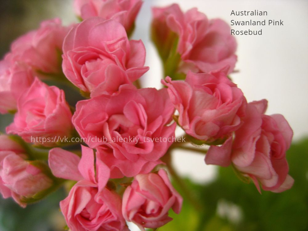 Australian Swanland Pink Rosebud