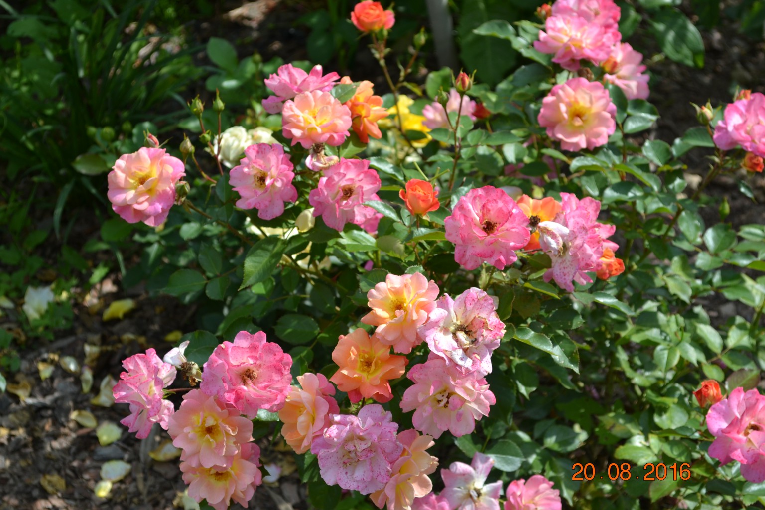 DSC 0695.JPG