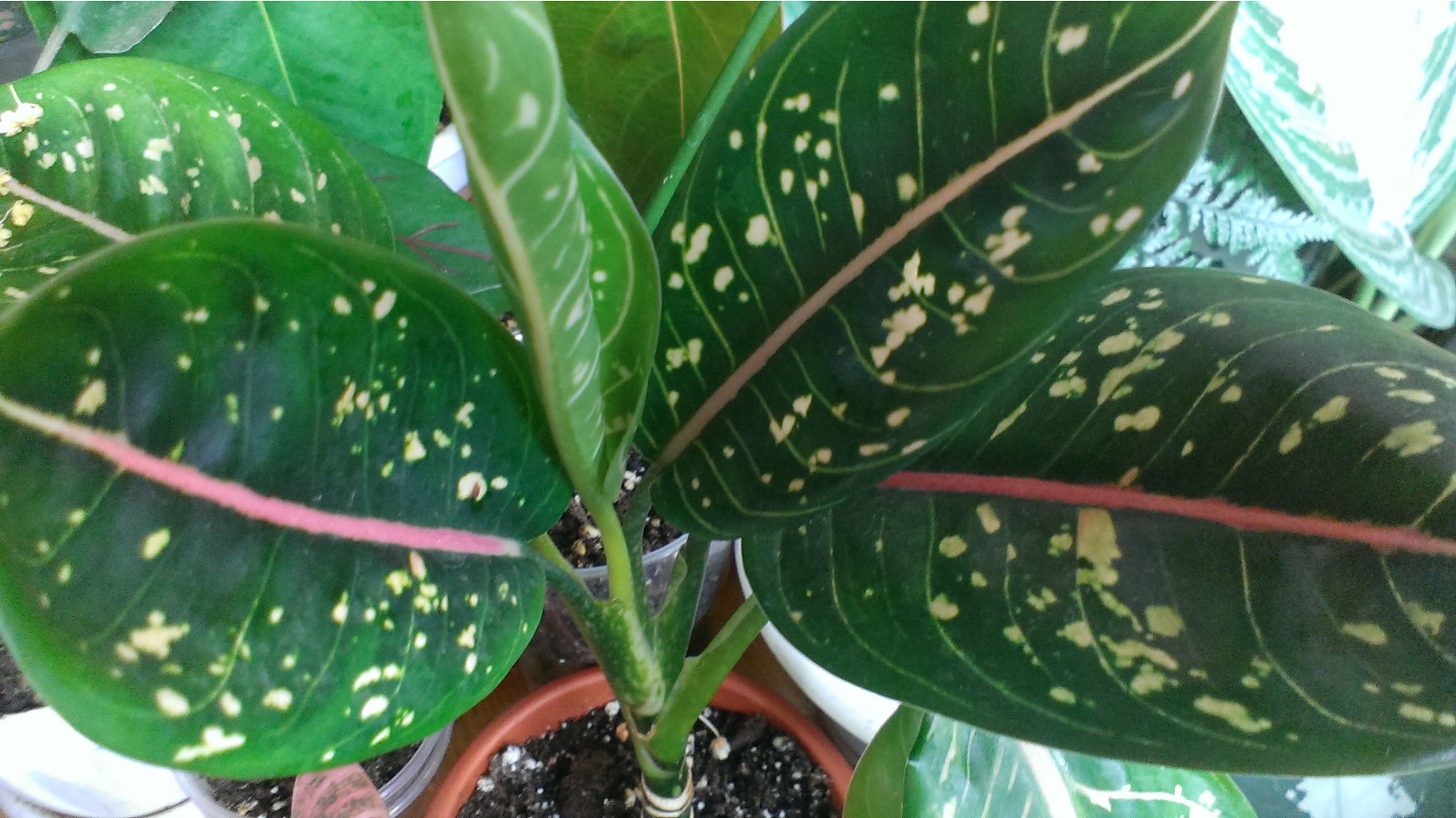 Pink Jade Aglaonema