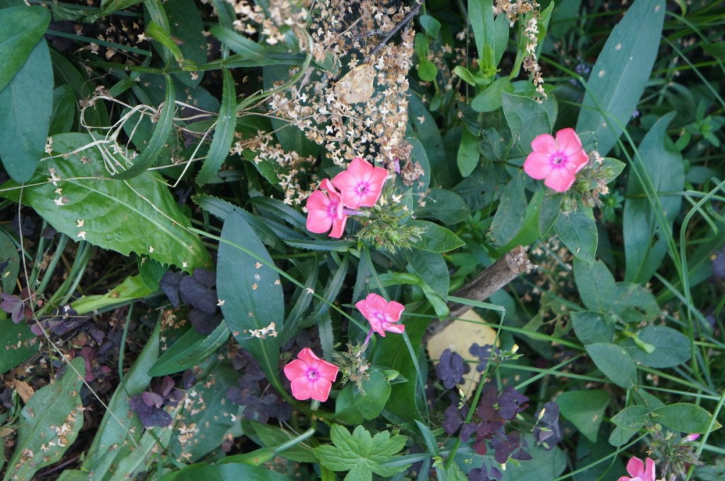 DSC08649.JPG