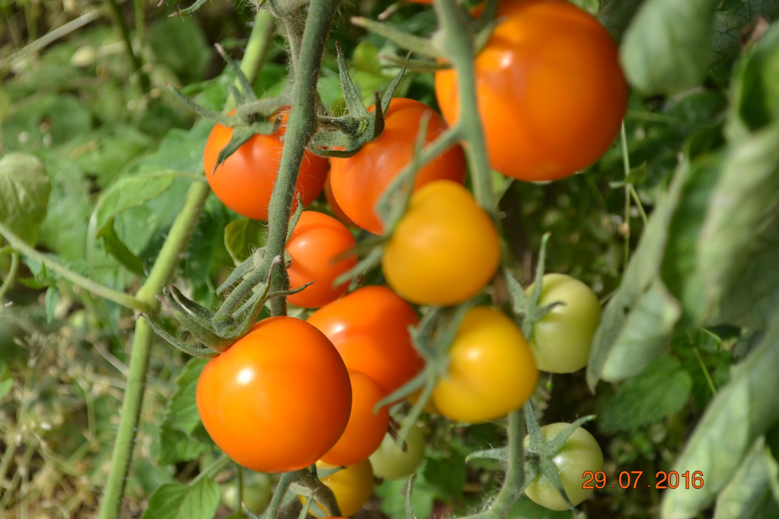 DSC 0384.JPG