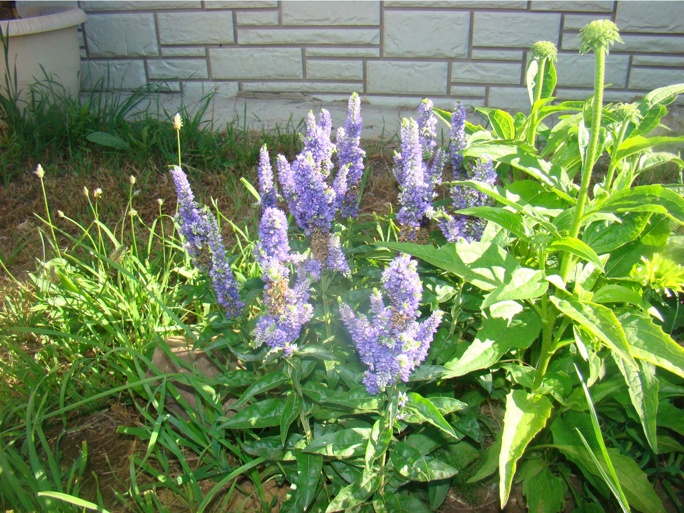 DSC05142.JPG