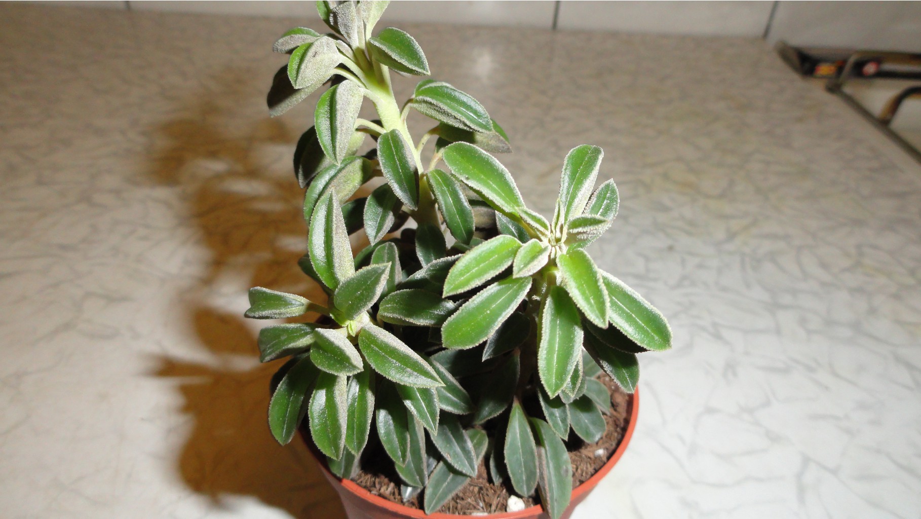  Peperomia Silver Spark 100  .  3  !!!