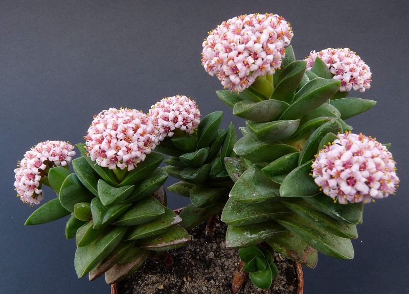    Crassula Springtime-