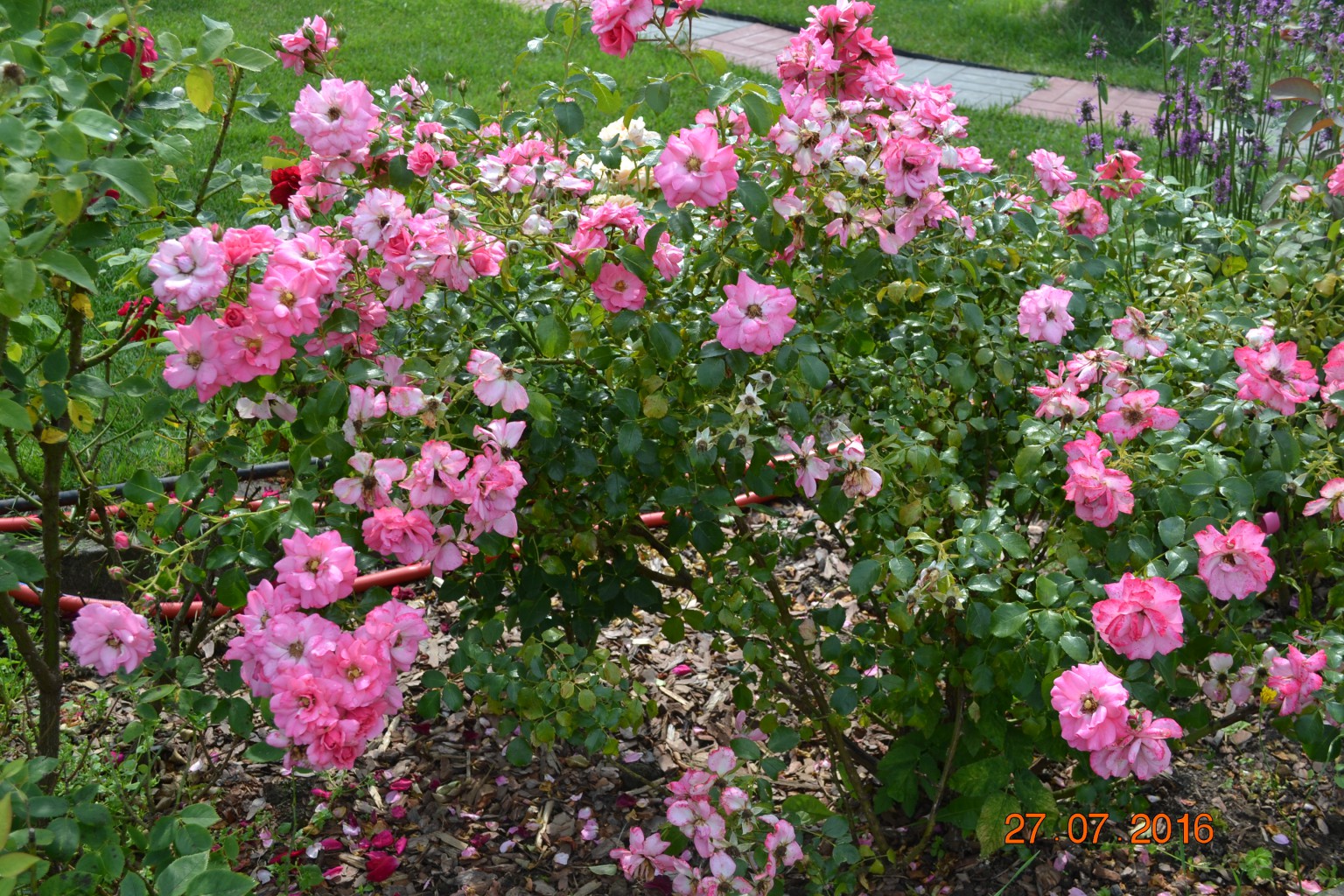 DSC 0306.JPG