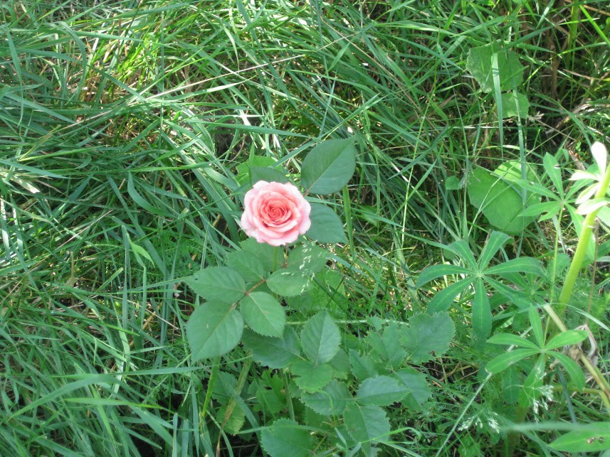 IMG 8814.jpg