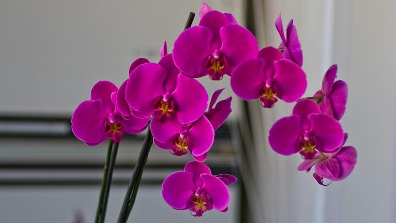 https://img.nn2.ru/galleryview/0/userfiles/data/ufiles/2016-08/d0/17/00/57aabadd26028_k708818.jpg