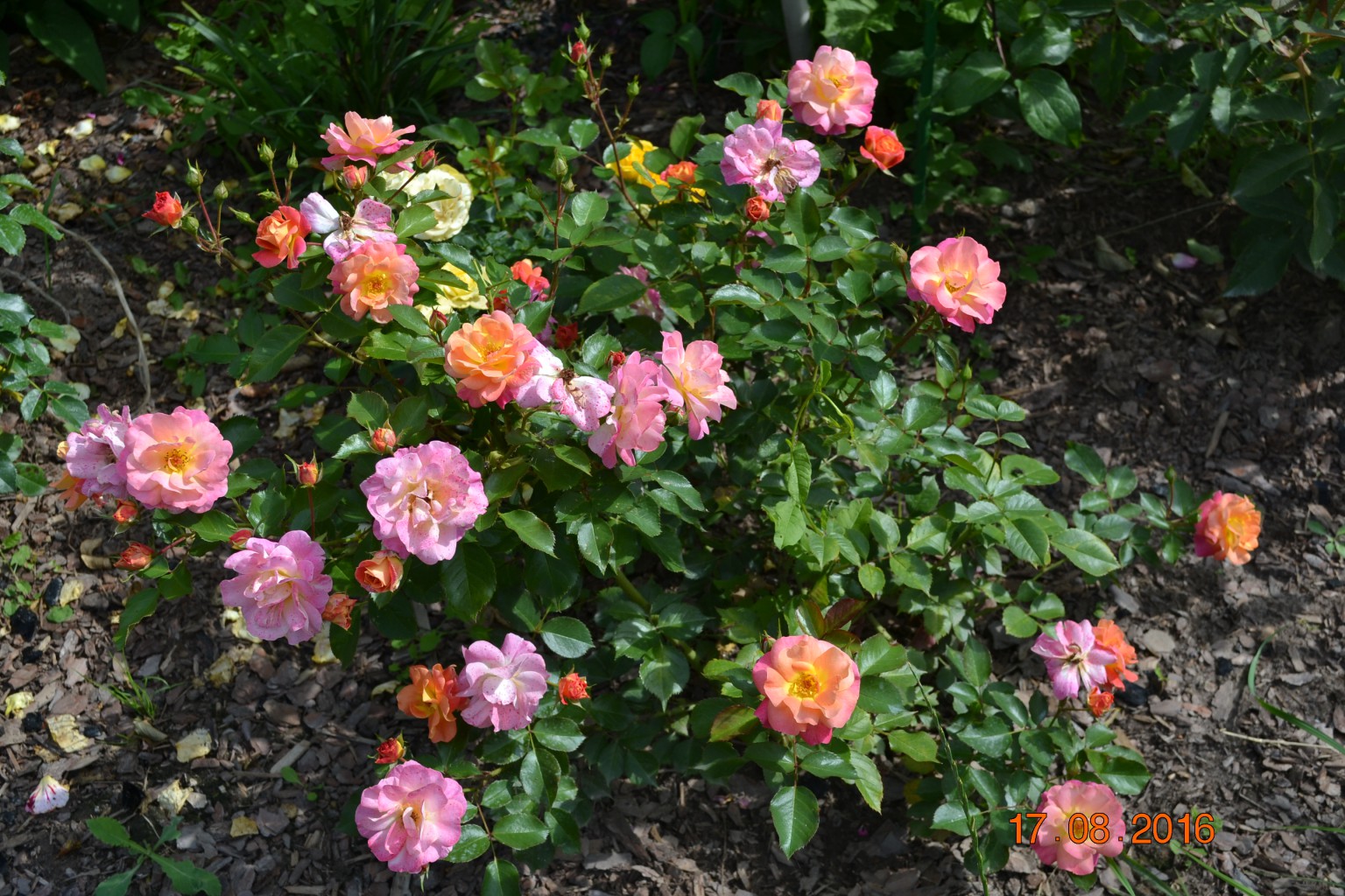 DSC 0642.JPG
