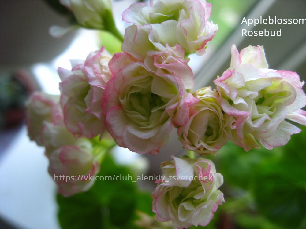 Appleblossom Rosebud