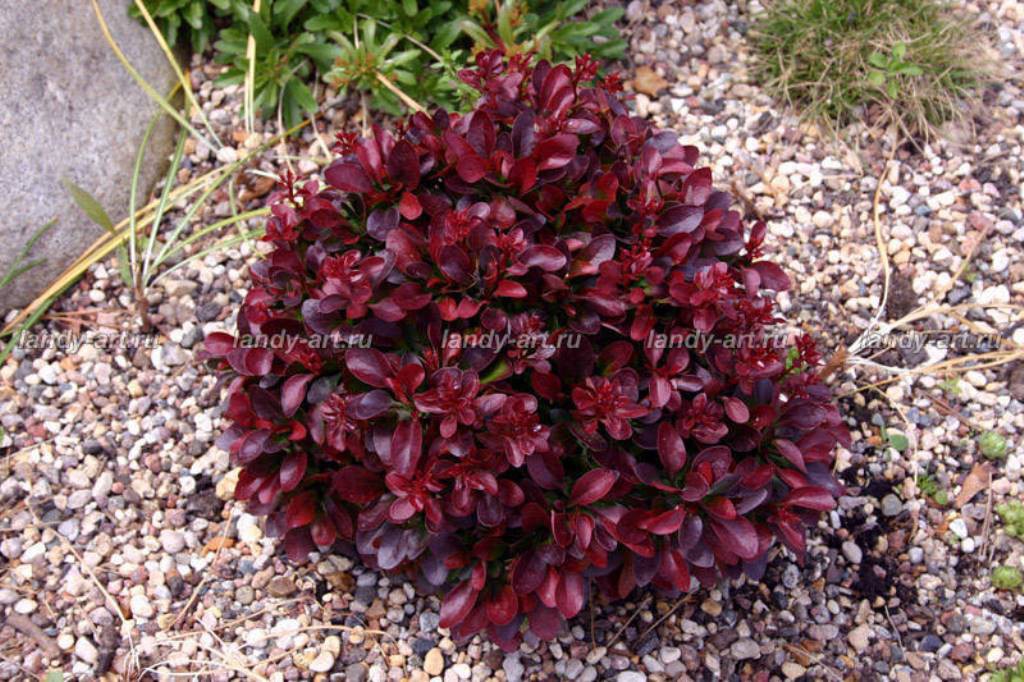  thunb. Atropurpurea Nana