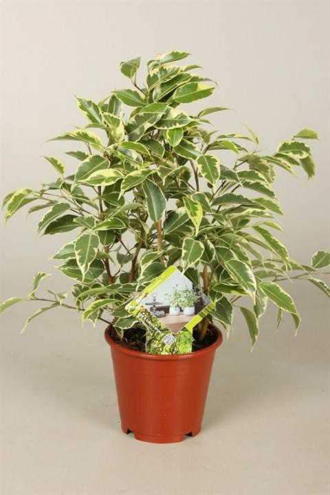      Ficus Petit Samantha-    300 .