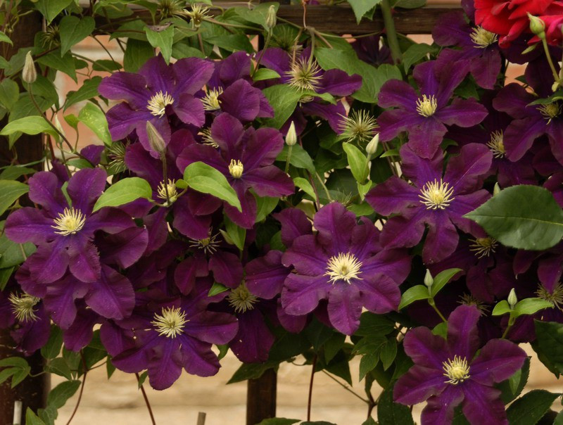 Clematis warszawska nike.jpg