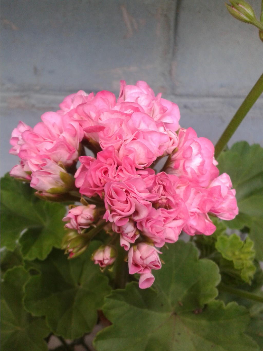 Australien Pink Rosebud