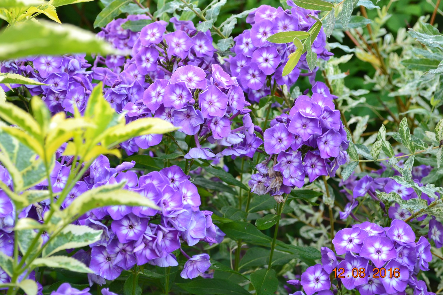 DSC 0596.JPG