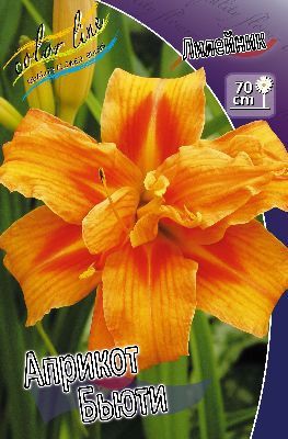 Apricot beauty  .jpg