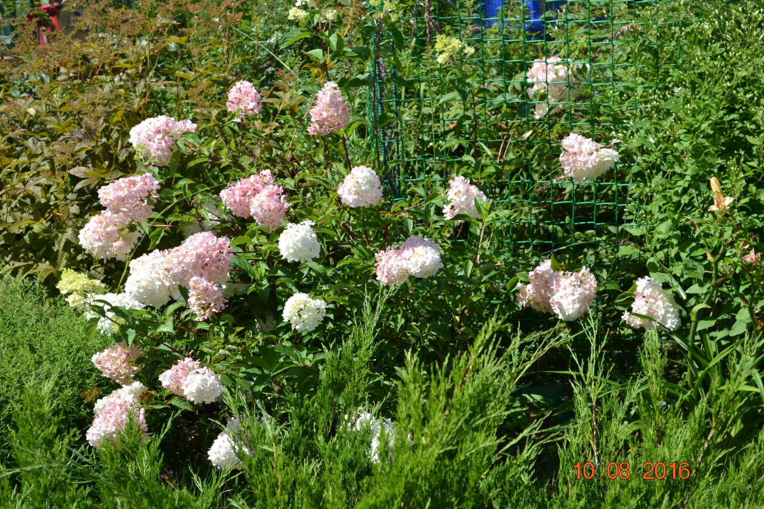 DSC 0587.JPG