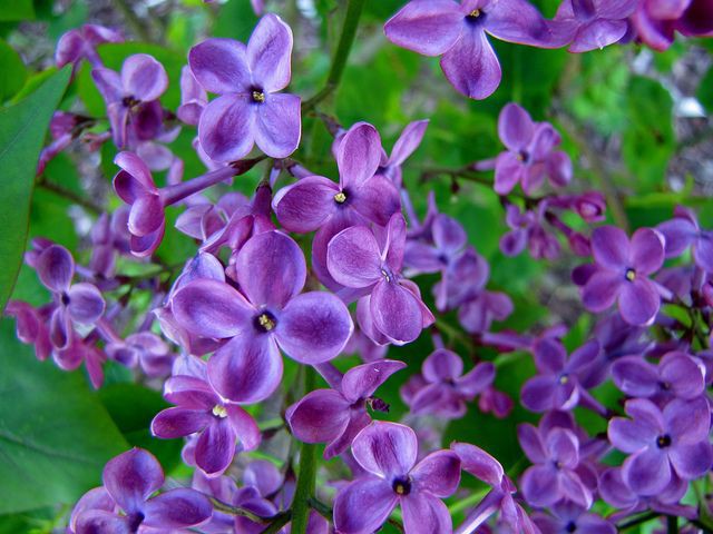 Hyacinthiflora Pocahontas