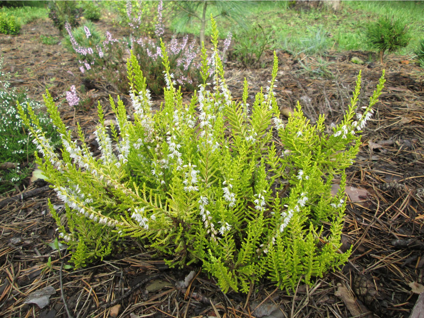 IMG 4590.JPG
