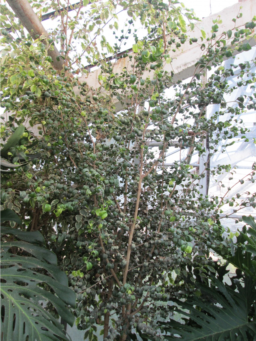IMG 4565.JPG