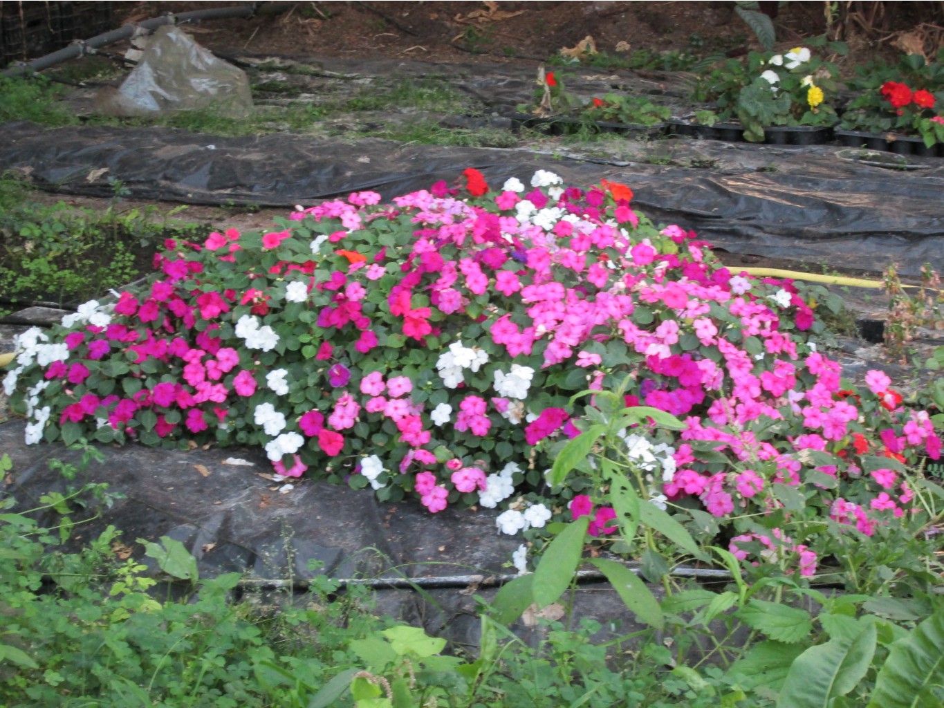 IMG 4582.JPG
