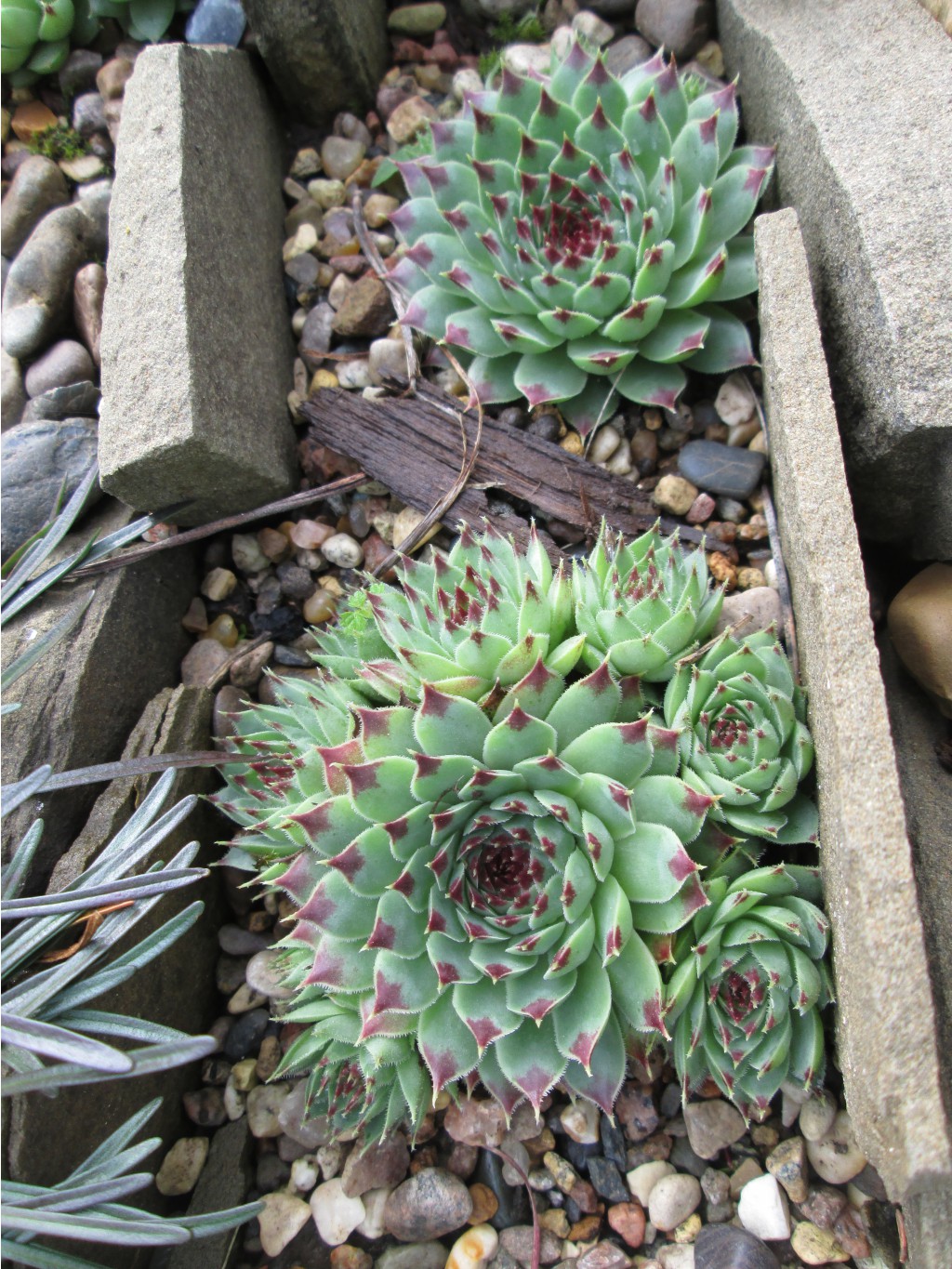 IMG 4602.JPG