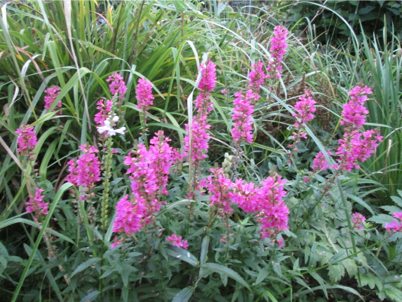 IMG 4542.JPG