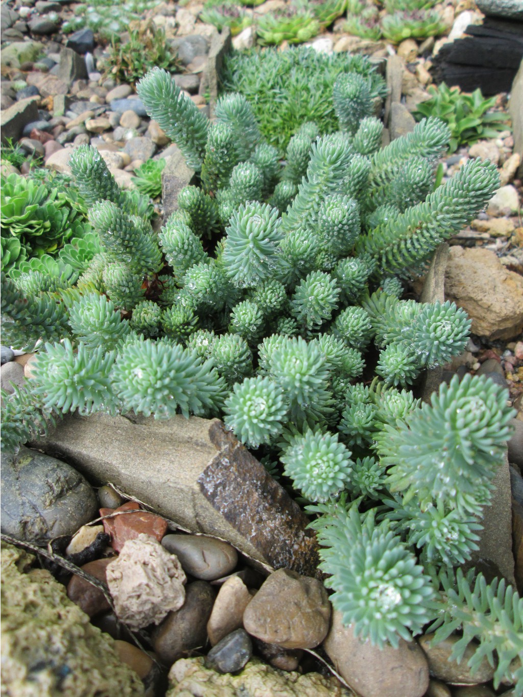IMG 4595.JPG