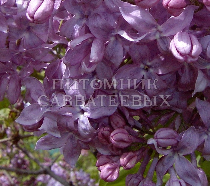 Hyacinthiflora Lavander Lady