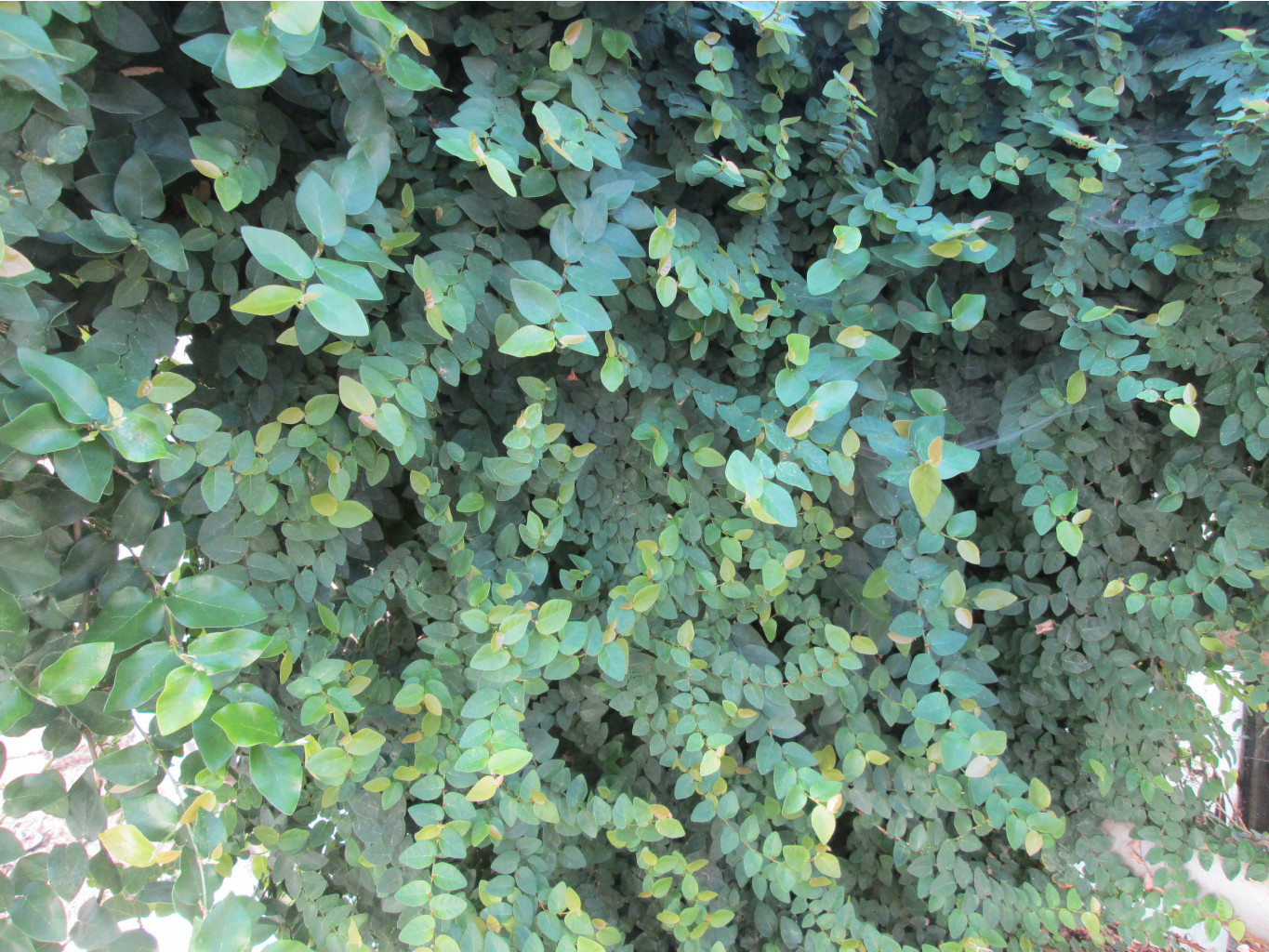 IMG 4553.JPG