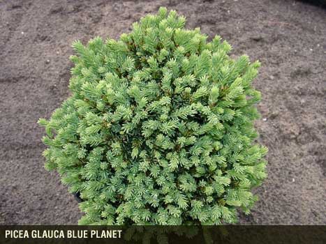 Picea (Ель) gl. Blue Planet P10.5 20-25cm 2.82