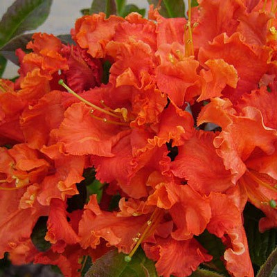 Spanish Dancer