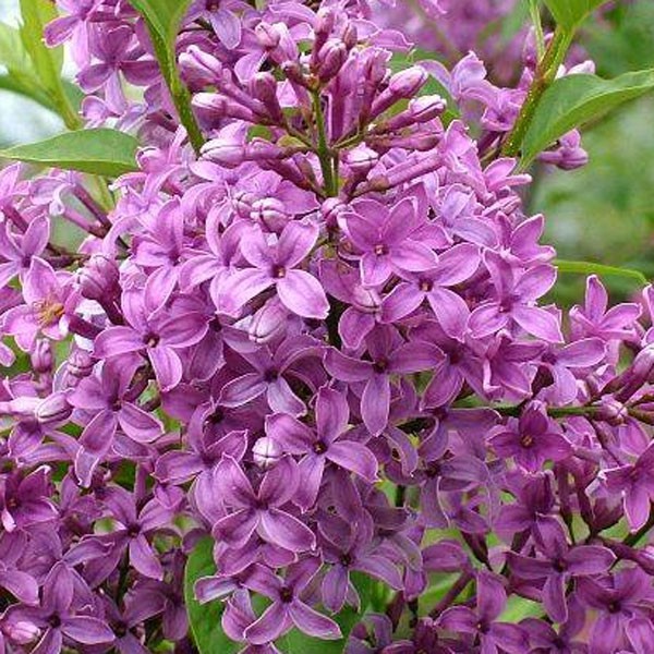 Syringa chinensis Saugeana