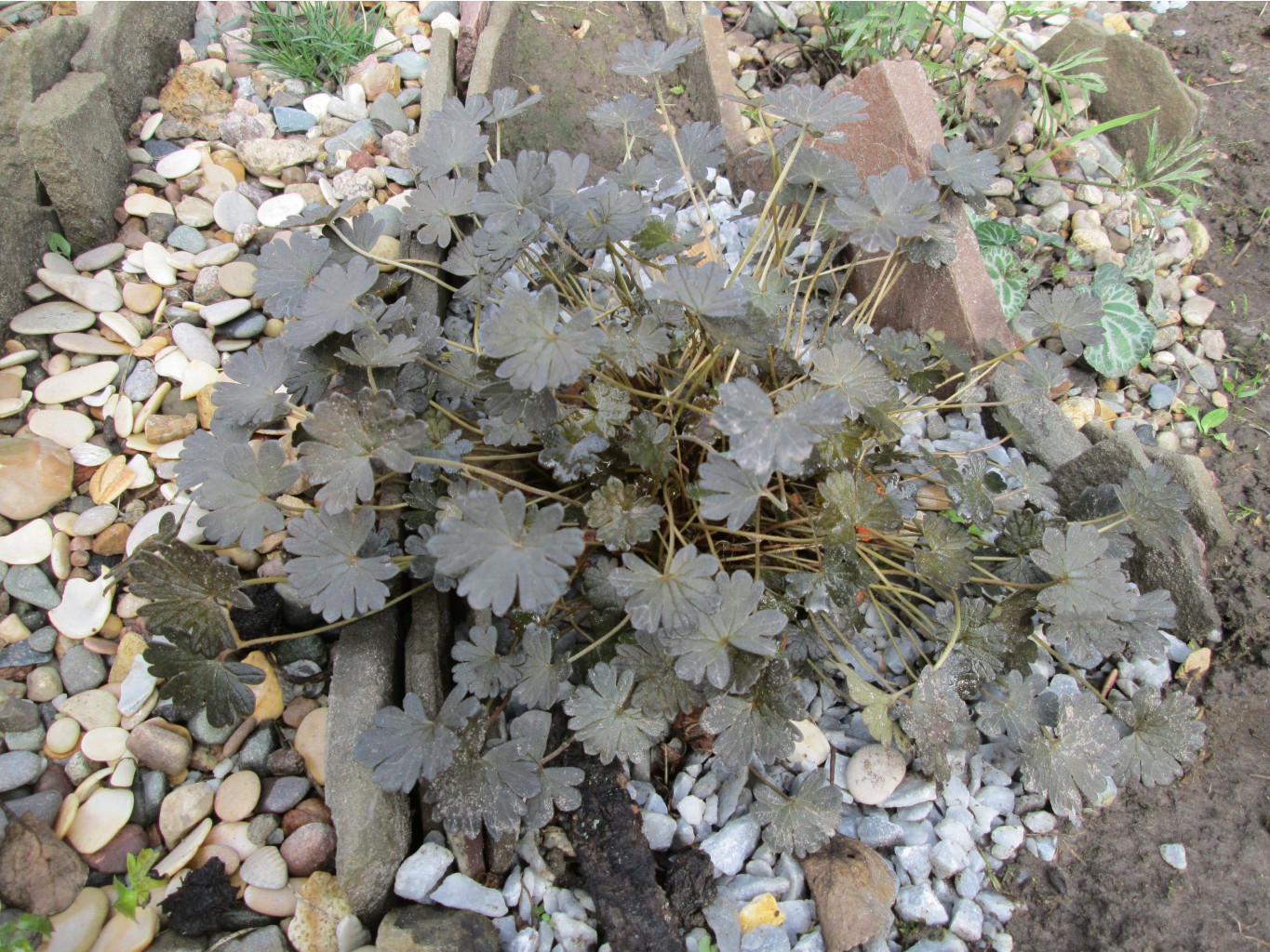 IMG 4588.JPG
