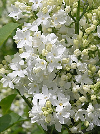 Hyacinthiflora Mount Baker