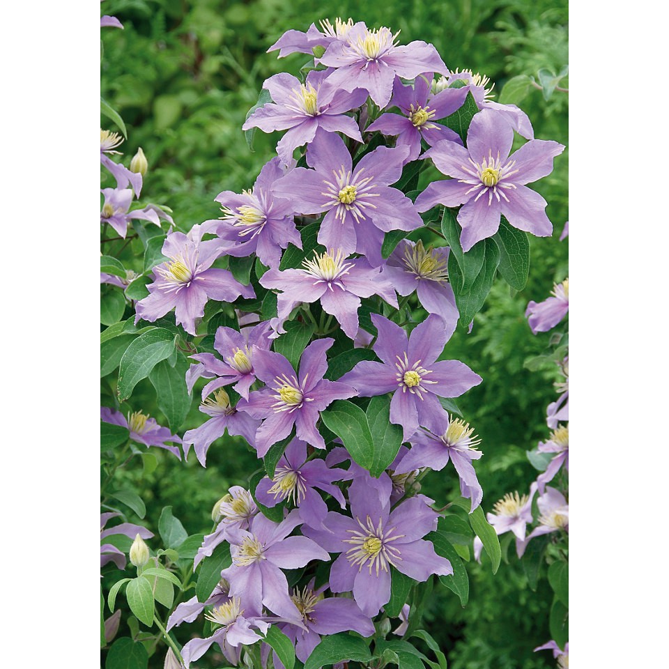 Clematis-Justa  3- 