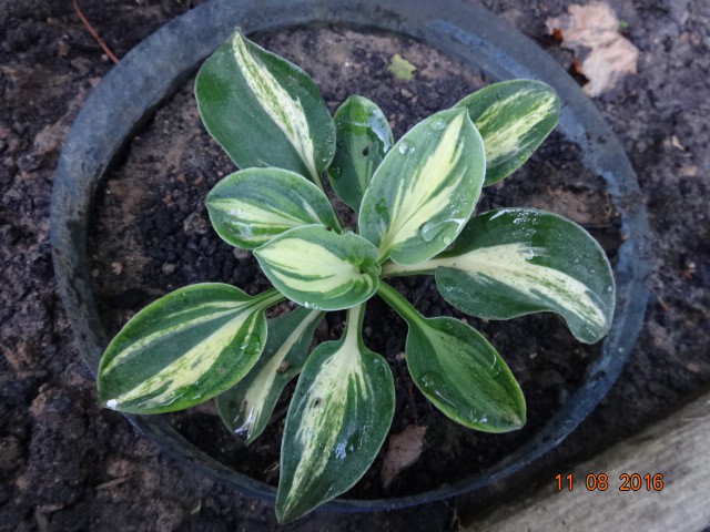 Hosta - 