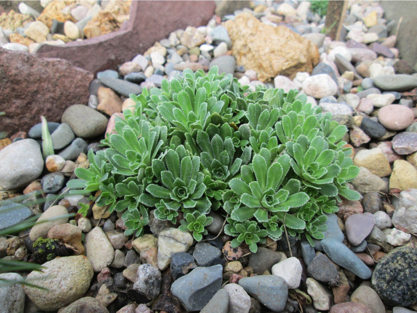 IMG 4586.JPG