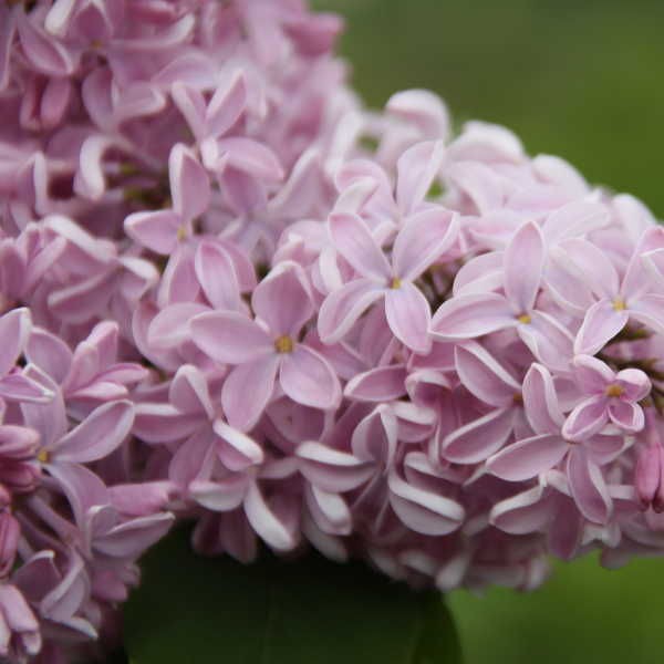  hyacinthiflora Buffon