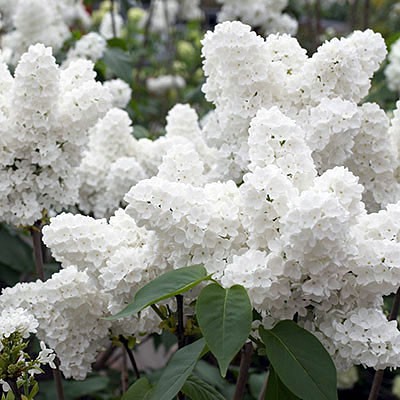 Syringa hyacinthiflora Angel White