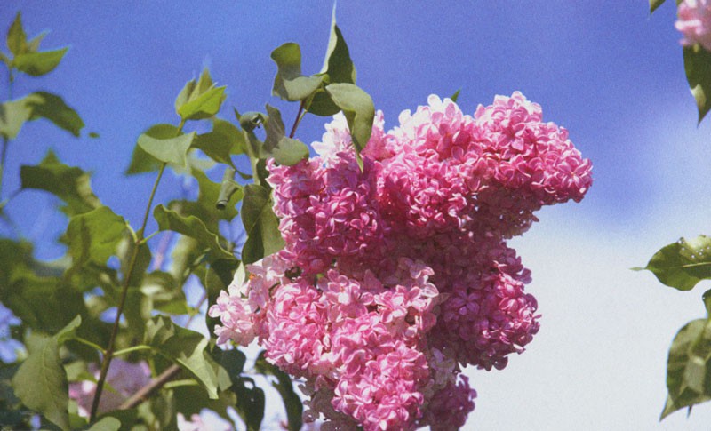 Syringa hyacinthiflora 