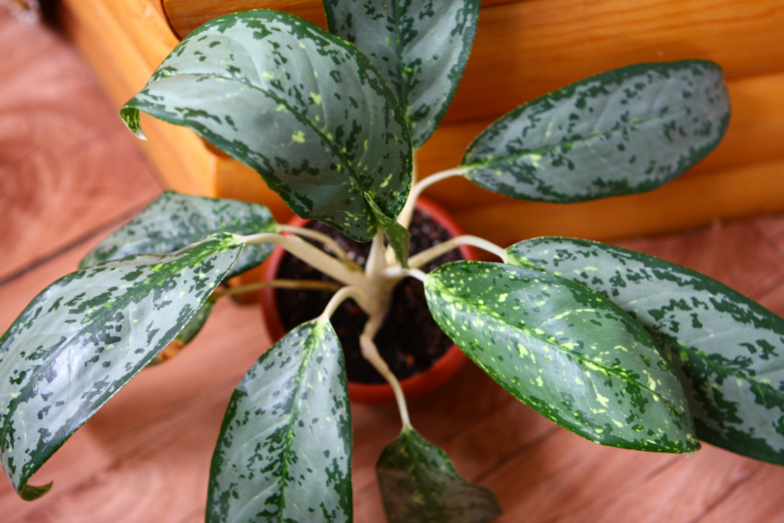 Royal Diamond Aglaonema