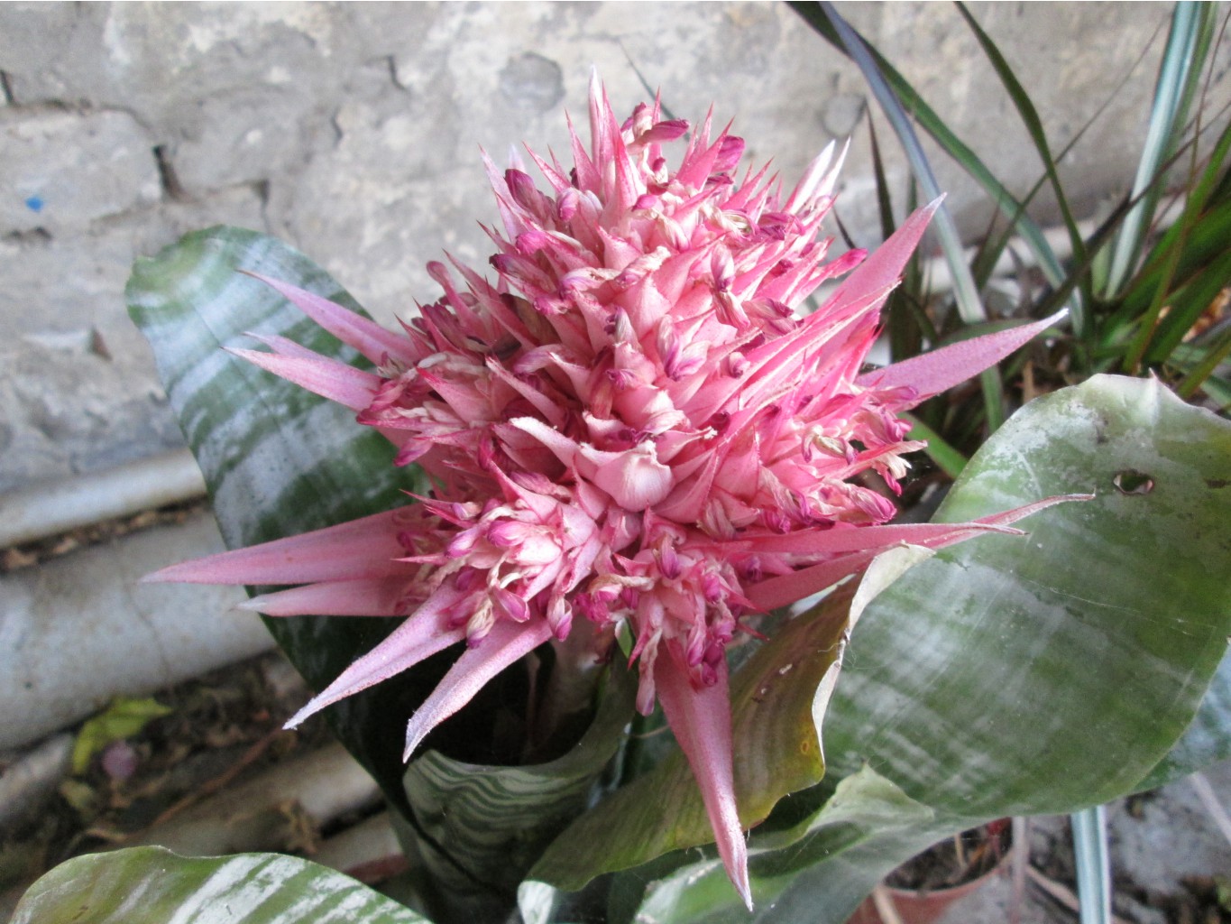 IMG 4575.JPG