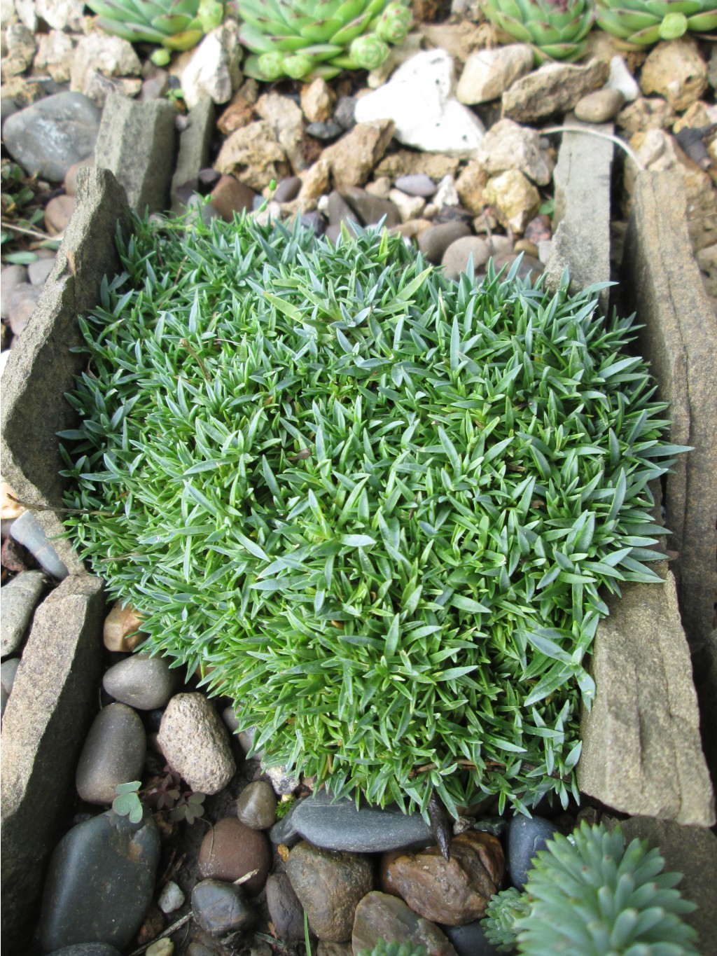 IMG 4594.JPG