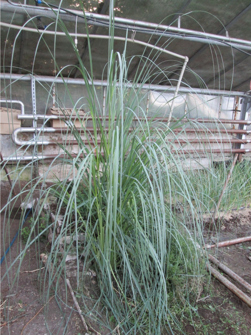 IMG 4580.JPG