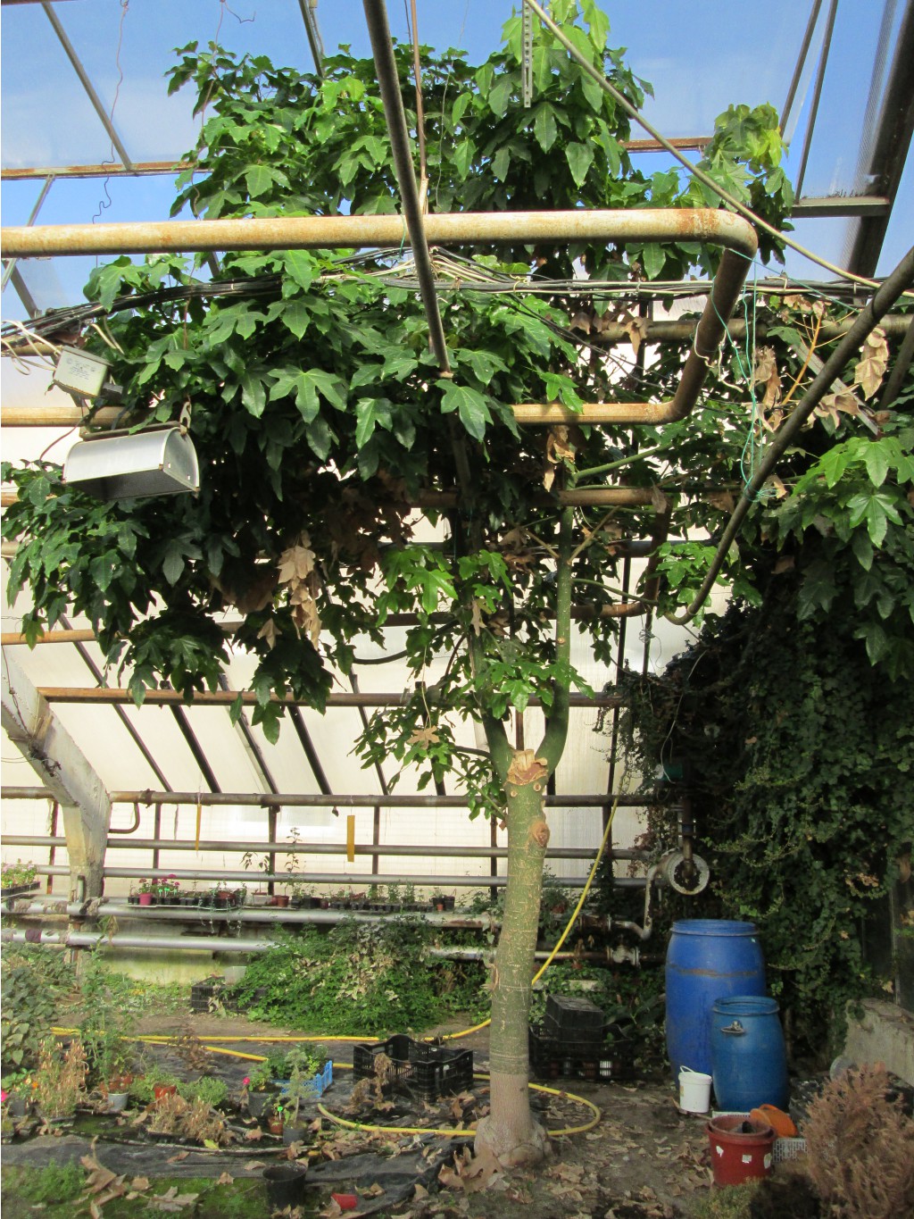 IMG 4557.JPG
