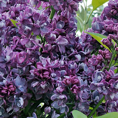 Syringa vulgaris Abel Carriere