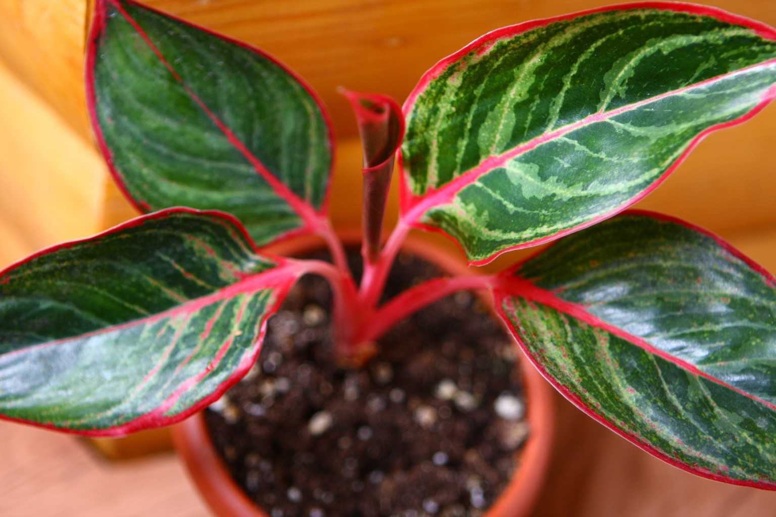 Mungkorn Fire Aglaonema