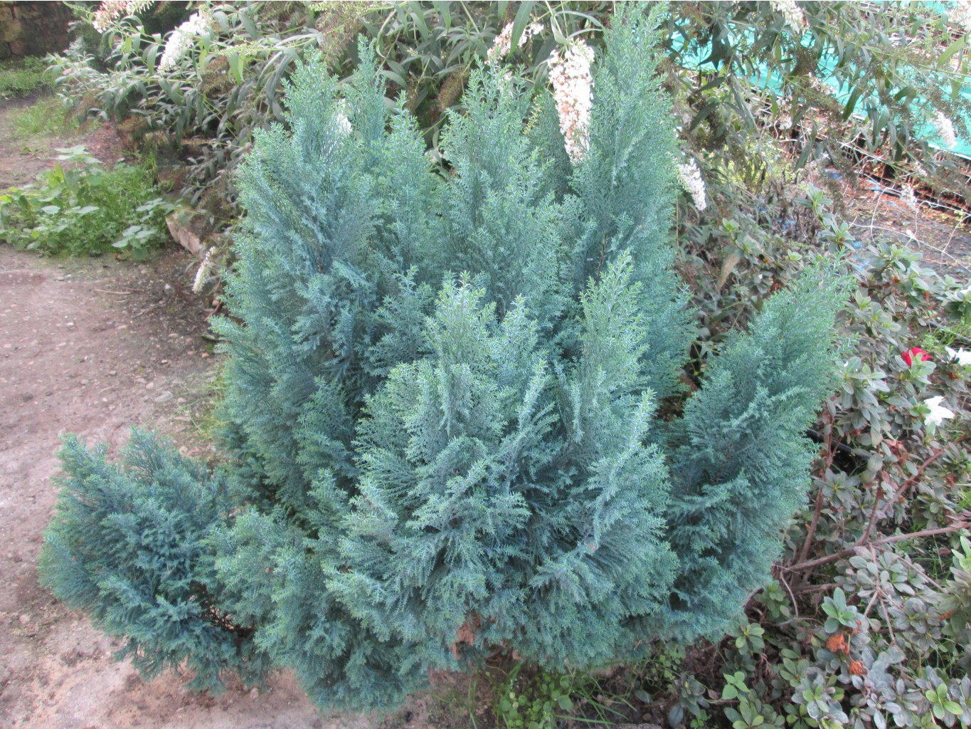 IMG 4570.JPG